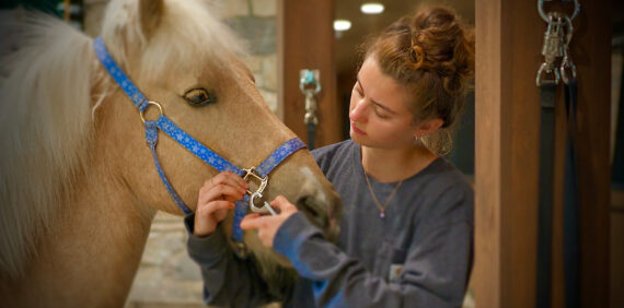 Equine Assisted Learning